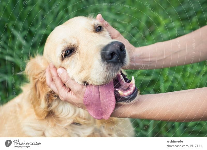 Happy dog with woman Lifestyle Joy Woman Adults Friendship Hand Nature Animal Pet Dog Smiling Love Embrace Together Cute Loyalty Stroking People Labrador