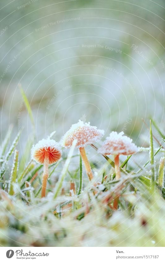 the last frost Nature Plant Winter Ice Frost Grass Mushroom Meadow Cold Small Green Orange White 3 Colour photo Subdued colour Exterior shot Close-up Deserted
