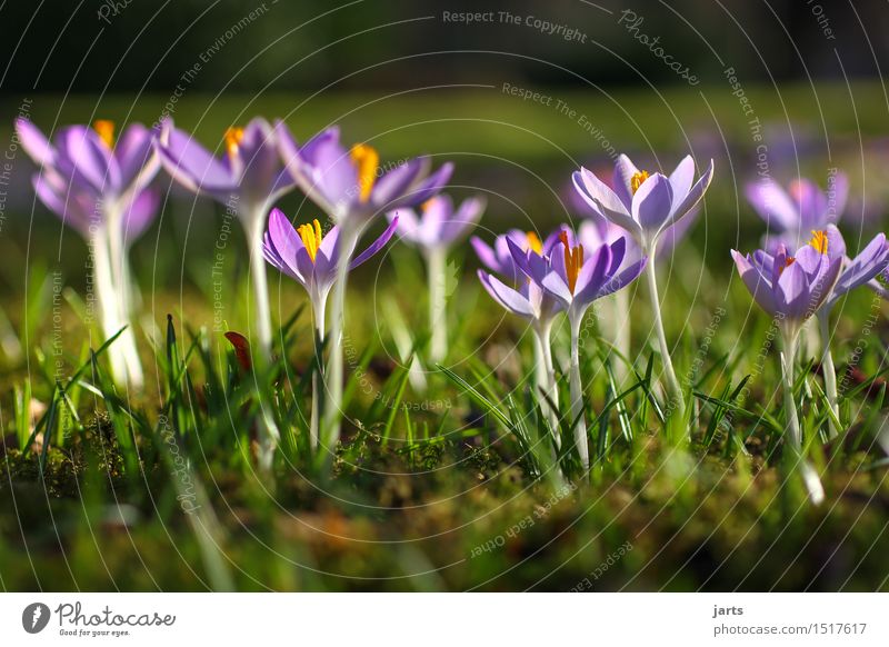 flower meadow Nature Plant Spring Beautiful weather Flower Blossom Park Meadow Blossoming Esthetic Fresh Glittering Natural New start Crocus Colour photo