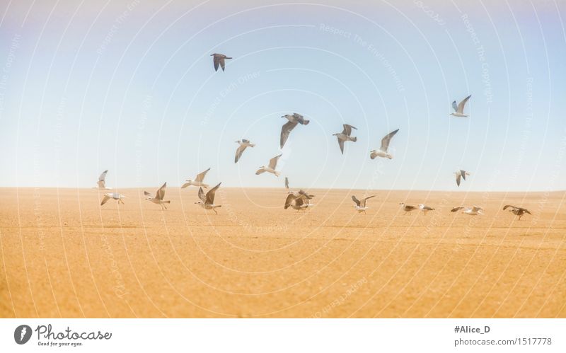 Seagulls on sand flying away Environment Nature Landscape Sand Sky Hill Coast Beach Animal Wild animal Bird Swan Group of animals Flock Exceptional Blue Brown