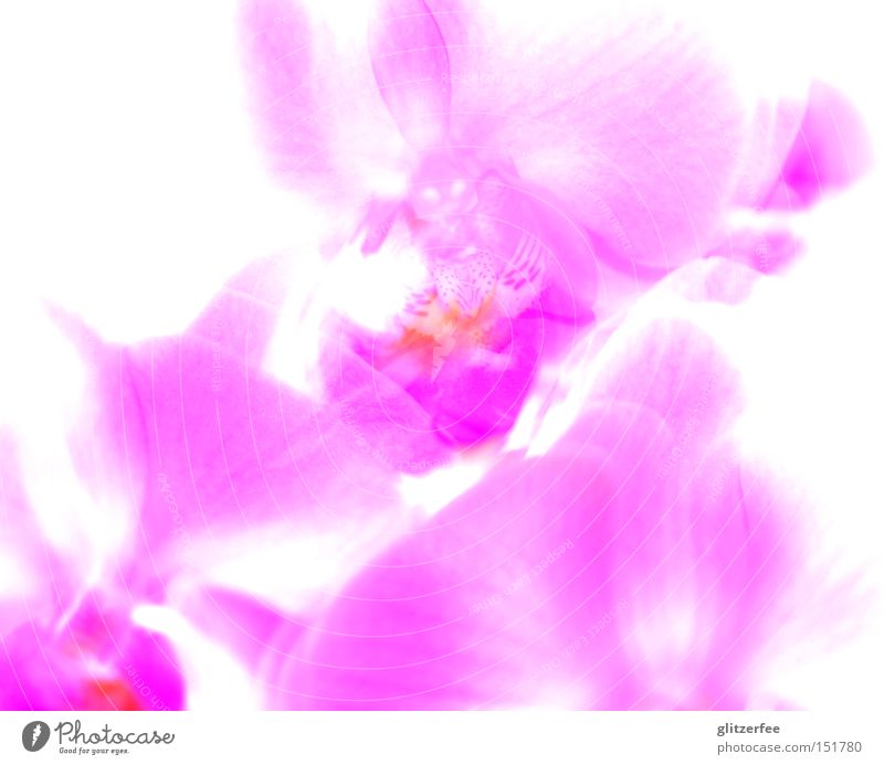 light orchid Orchid Flower Pink Blossom Girlish Pot plant Asia Plant Botany Sepal Overexposure Beautiful phalaenopsis clean Multicoloured