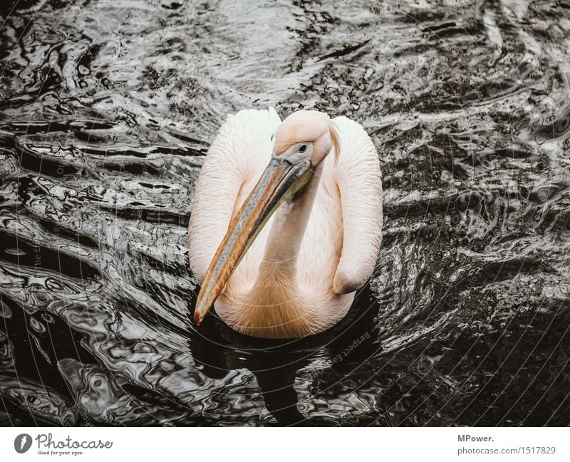 pelican Animal Bird 1 Esthetic Pelican Float in the water Water Pink Beak Feather Elegant Zoo Exotic Waves Colour photo Exterior shot Day Animal portrait