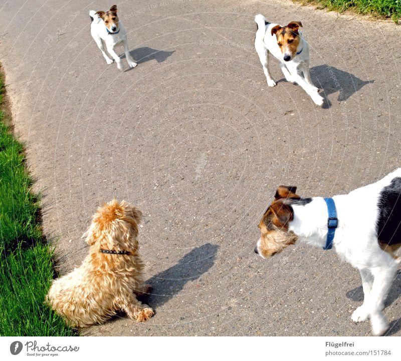 approximation attempts Summer Animal Lanes & trails Dog Communicate Walking Sit Curiosity Sweet Dachshund To go for a walk Odor Repeating Mammal jackrussel