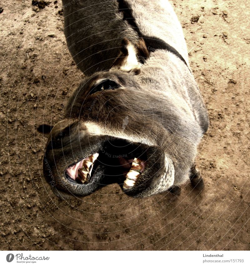 Hungry Donkey / Hungry Donkey Set of teeth Appetite Animal To feed Horse Beg Mammal