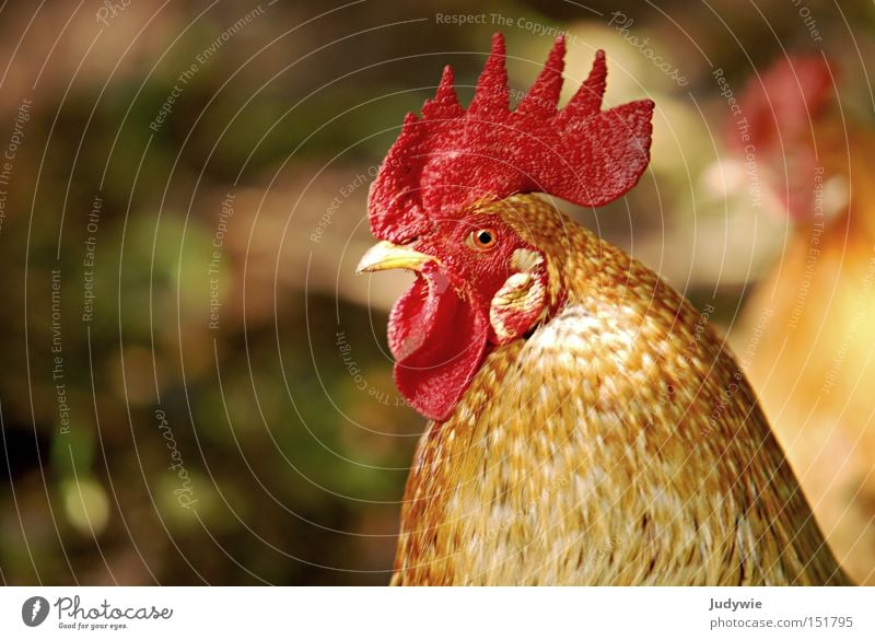 A proud animal Rooster Barn fowl Pride Arrogant Crest Brown Feather Beak Animal Bird Flying Small Red Autumn Safety Aviation