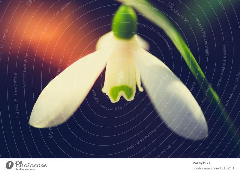 snowdrops Nature Plant Flower Blossom Wild plant Snowdrop galanthus Blossoming Green White Spring fever Colour photo Exterior shot Macro (Extreme close-up) Day