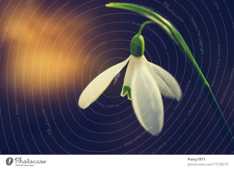 snowdrops Nature Plant Flower Blossom Wild plant Snowdrop galanthus Blossoming Green White Spring fever Colour photo Exterior shot Macro (Extreme close-up) Day