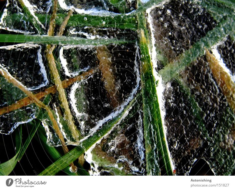 the meadow in the freezer Winter Water Ice Frost Grass Meadow Cold Green White Blade of grass Frozen Ice sheet Contrast Deserted Copy Space right Reflection