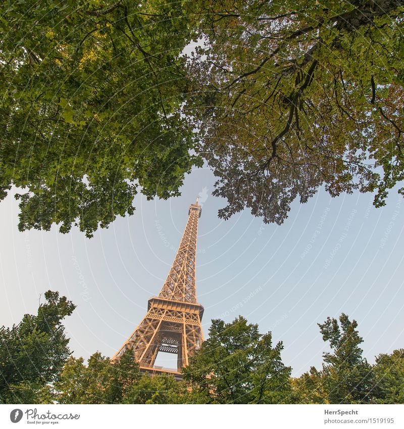A little man stands in the forest... Cloudless sky Summer Beautiful weather Tree Park Paris Capital city Tourist Attraction Landmark Eiffel Tower Famousness