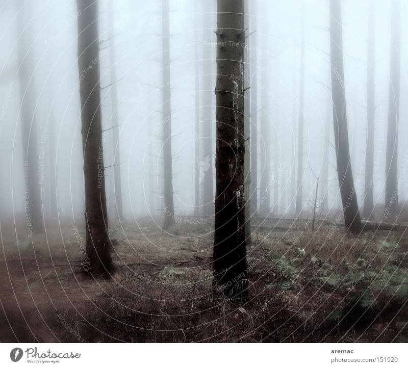 nebulous Fog Forest Tree Moody Cold Autumn Landscape Nature