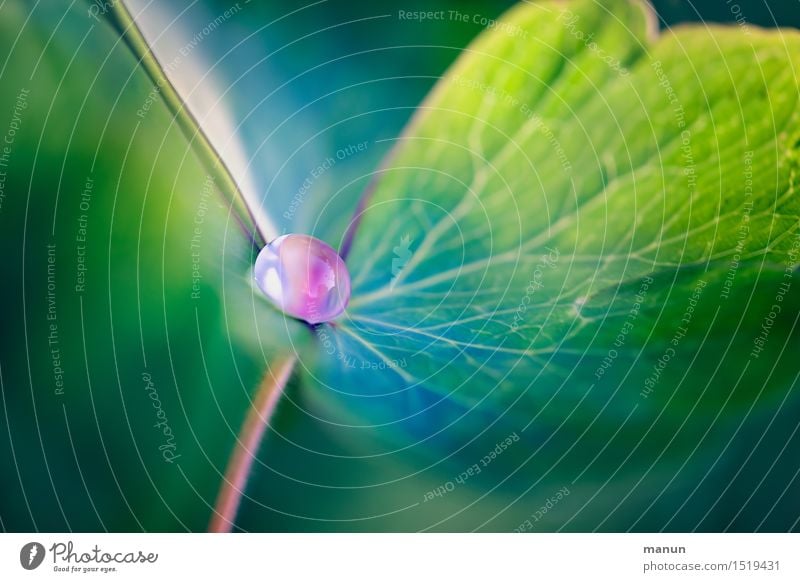 water pearl Nature Drops of water Spring Summer Plant Leaf Foliage plant Dew Esthetic Fantastic Natural Green Pink Turquoise Colour photo Close-up Detail