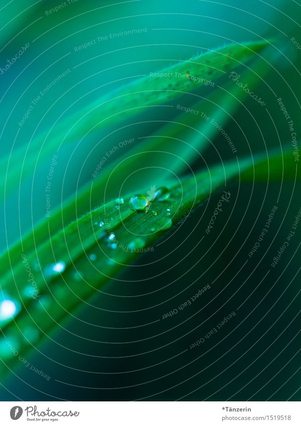 grass green Nature Plant Elements Drops of water Bad weather Rain Grass Esthetic Fresh Wet Natural Beautiful Green Colour photo Subdued colour Exterior shot
