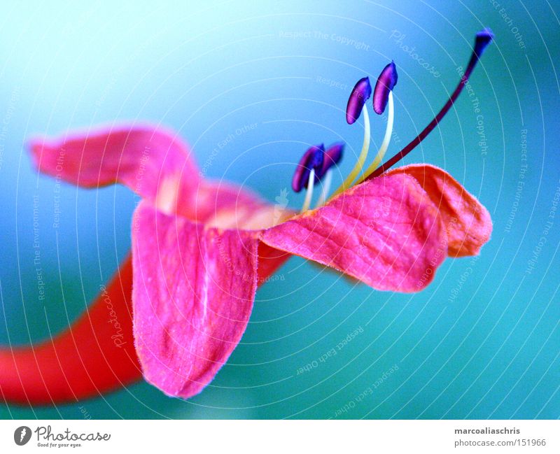 blossom Flower Blossom Plant Pink Macro (Extreme close-up) Nature Beautiful Spring Intensive Force Close-up blue