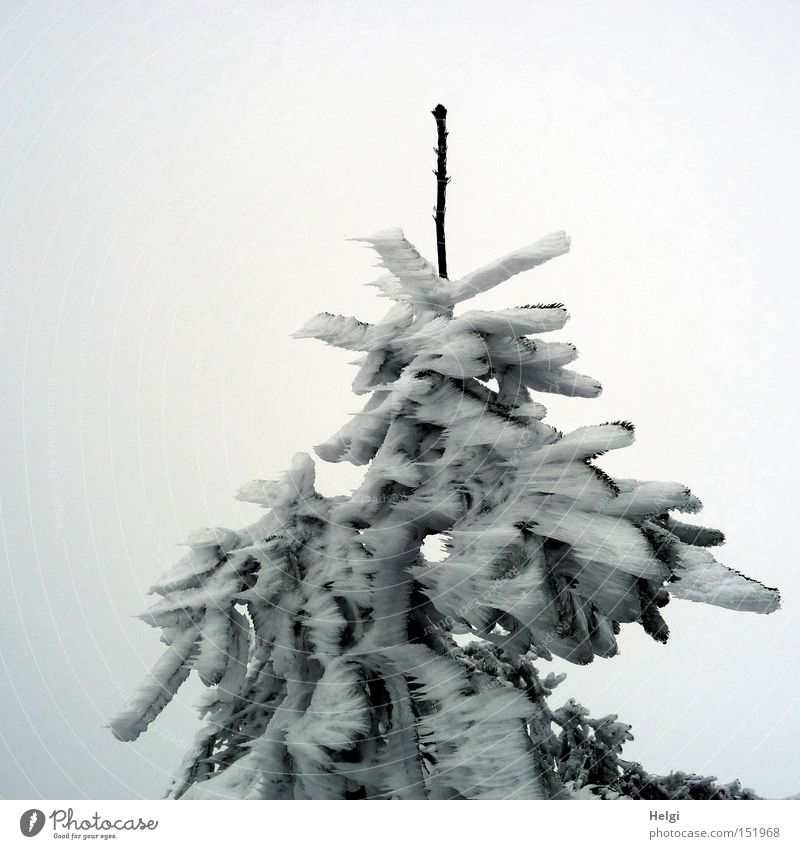 stiff breeze... Tree Fir tree Twig Snow Cold Gale Frozen Ice Point Prongs Winter Bizarre Structures and shapes Green White Nature Helgi Fir needle