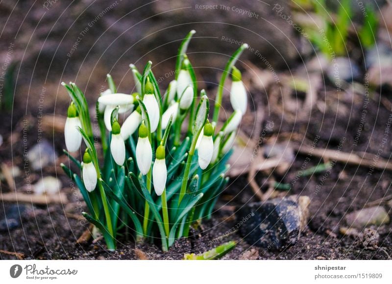 Spring is coming! Wellness Life Well-being Environment Nature Landscape Plant Elements Earth Climate Climate change Weather Beautiful weather Snowdrop