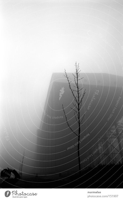 grey Gray Dread Fear Fog Eerie Hall Tree Man Loneliness Detective novel Crime thriller Film industry Analog Architecture Panic Black & white photo