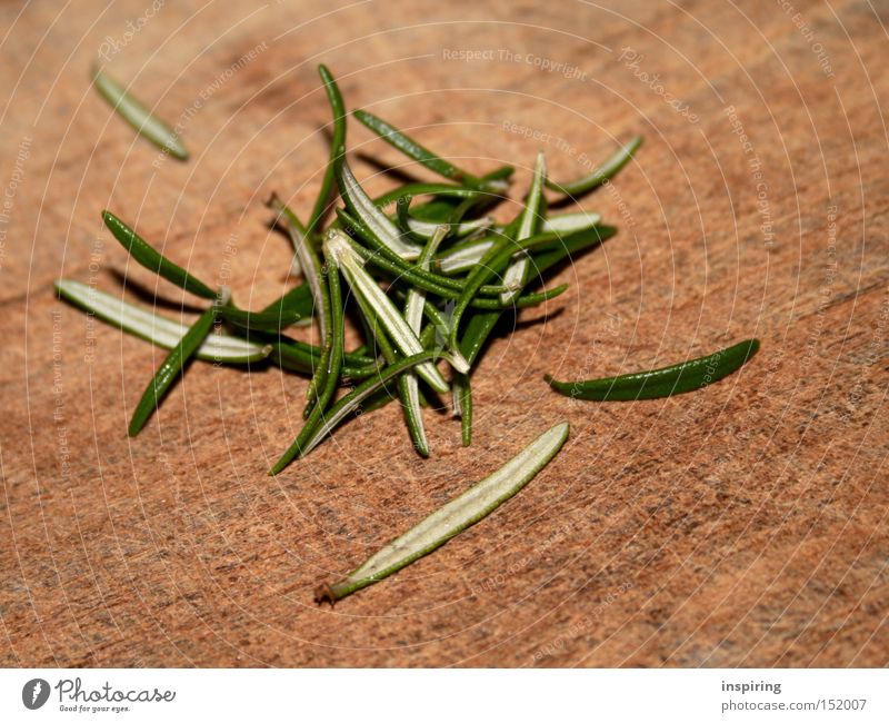 Sprig green rosemary culinary herb spice Vector Image