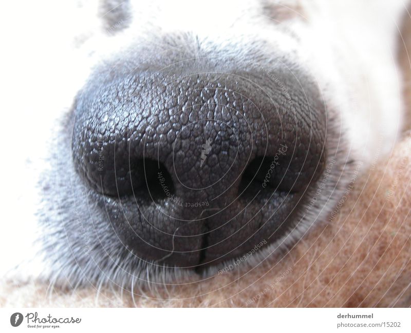 dog's nose Dog Dalmatian Nostril Animal Nose
