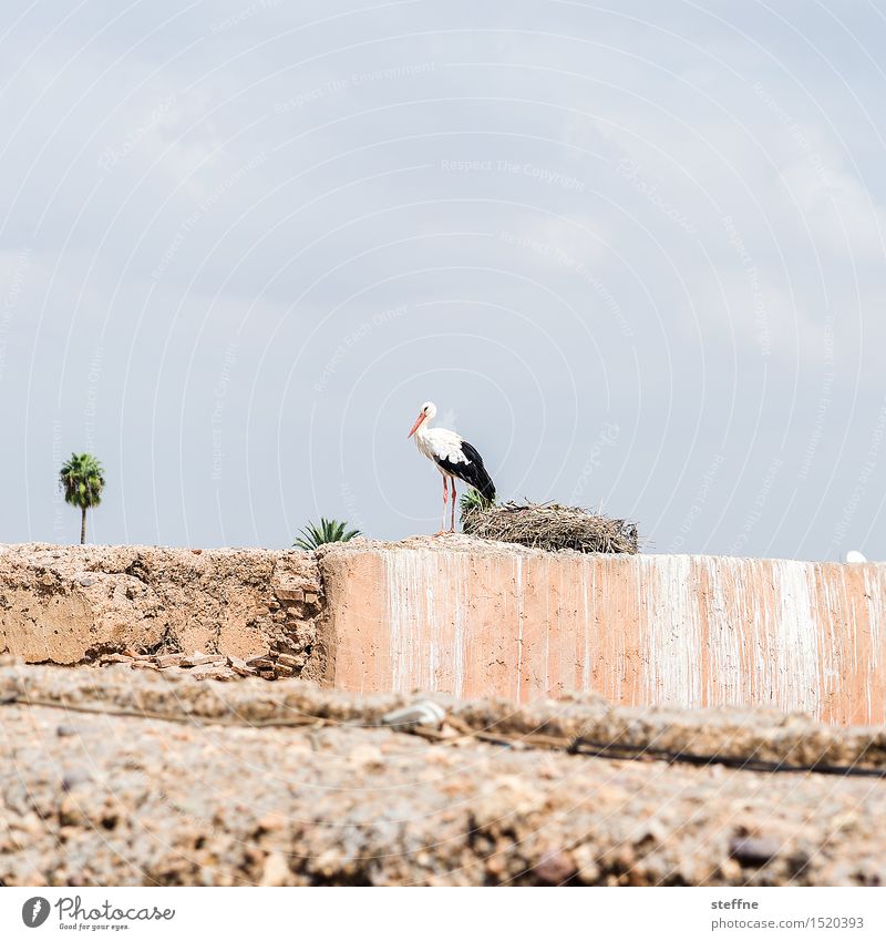 stork Autumn Winter Beautiful weather Marrakesh Morocco Wall (barrier) Wall (building) 1 Animal Observe Palm tree Stork Birth Colour photo Subdued colour
