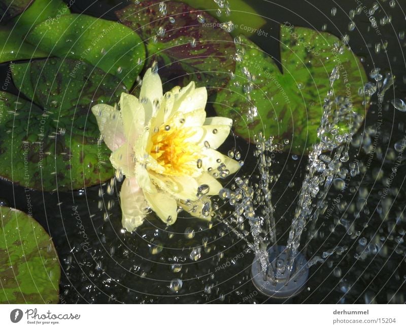 Flowers in the artificial rain Drops of water Pond Leaf Yellow Water