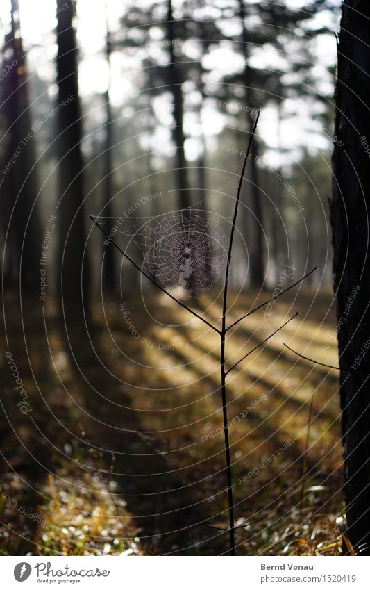 Wanted: web designer Environment Nature Sun Sunlight Beautiful weather Plant Tree Grass Forest Animal 1 Emotions Moody Spider Spider's web Net Catch Observe