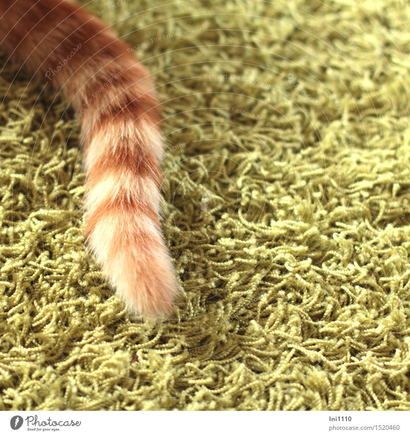 curled tail tip of the red tomcat Pet Cat Pelt cattails 1 Animal Carpet Crouch Lie Playing pretty Funny naturally Cute Brown Green White Joy Happy Contentment