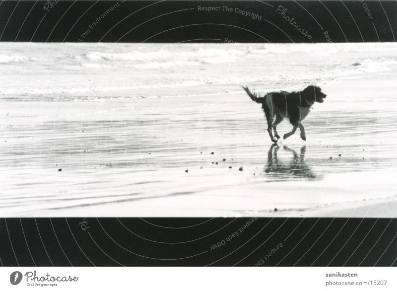 dog1 England Ocean Beach Dog Black & white photo Running