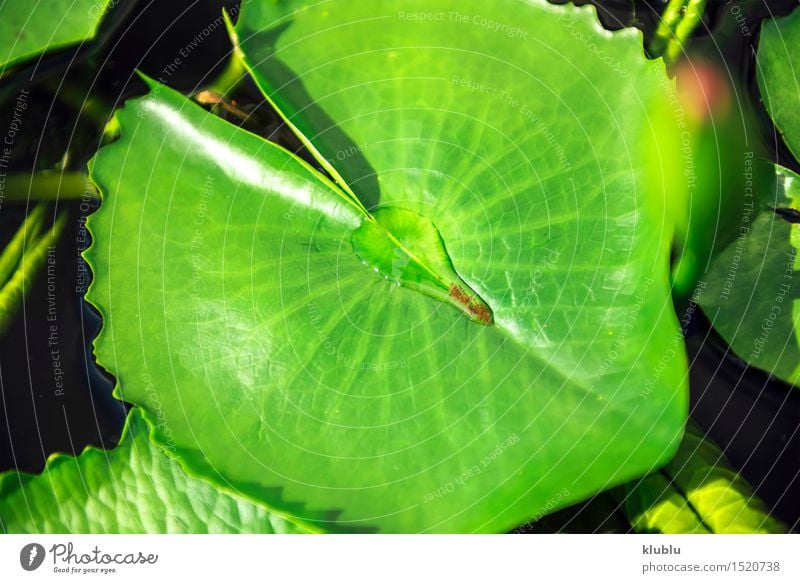 Lotus leaf in a pond Design Exotic Beautiful Sun Garden Environment Nature Plant Leaf Park Stripe Fresh Natural Green Aquatic Asia Asymmetry background