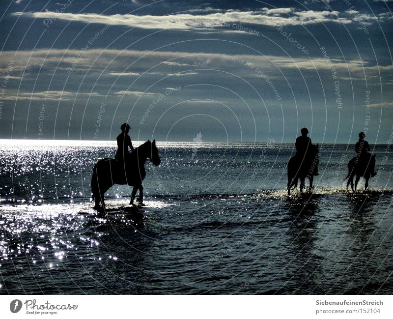 swell Horse Ocean Rider Longing Calm Sun Clouds Glittering Vacation & Travel Summer Relaxation Beach Horizon Water Blue sky Wanderlust Equestrian sports