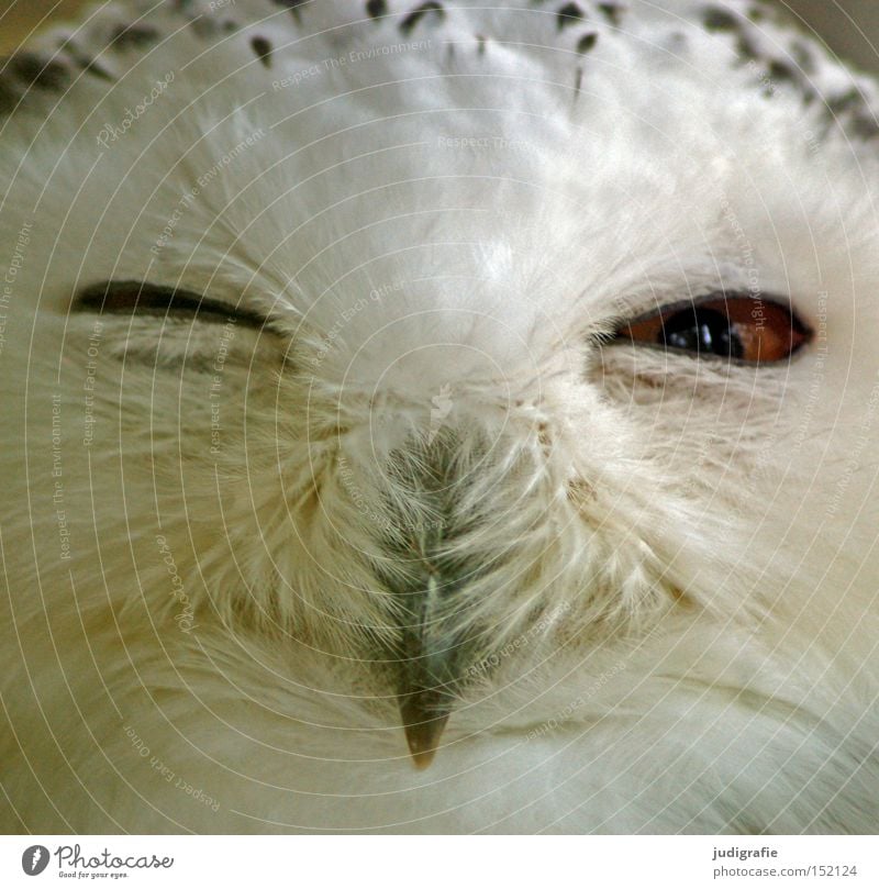 robber Snowy owl Owl birds Bird Feather Beak Wink Eyes Bird of prey Looking Colour