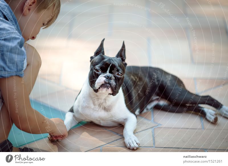 Boston Terrier and boy Playing Child Human being Animal Pet Dog Observe To hold on Brash Small Funny Cute Friendship Boredom Reluctance Mistrust Envy