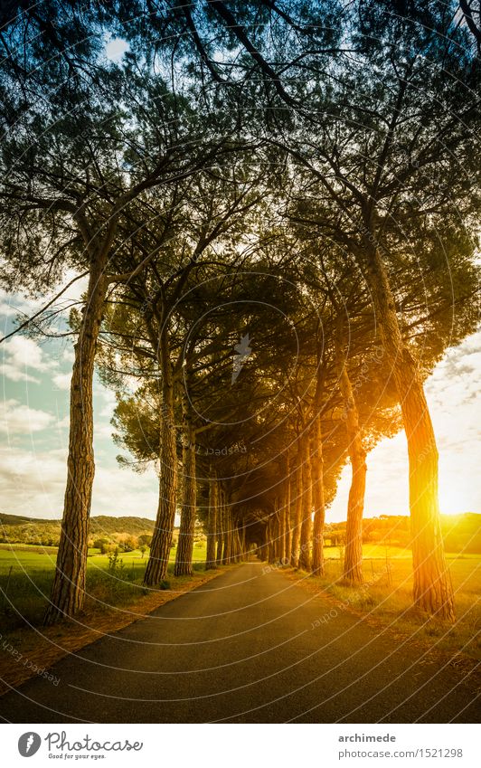 Street in the nature at sunset Beautiful Summer Sun Nature Landscape Plant Tree Lanes & trails Infinity Sunset country Country road Vertical way Majestic