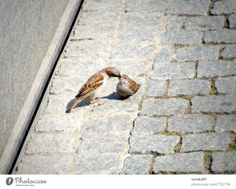 Fill it up, please!!! Bird Sparrow Caresses Beak Feeding Appetite Street Gray Cobblestones Motherly love Offspring Animal Observe Trust