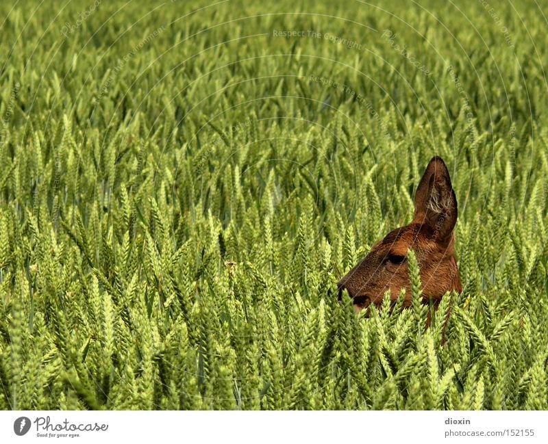 hide and seek Hiding place Hidden Safety (feeling of) Roe deer Field Wheat Agriculture Head Grain Spring Pelt Ear Eyes Nature Wild animal Hunting Fawn Mammal