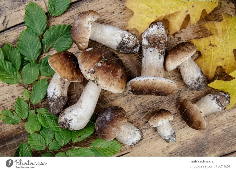 Fresh porcini mushrooms from the forest Moss Leaf Hat Esthetic Delicious Brown Green Boletus spruce mushroom noble mushroom entirely Multiple handle