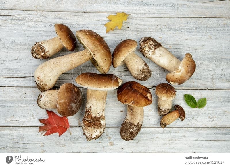 Fresh porcini mushrooms from the forest Food Nutrition Slow food Environment Nature Plant Autumn Moss Leaf Fragrance Brown Boletus spruce mushroom
