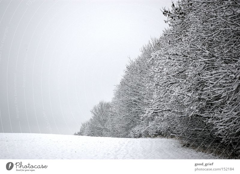 white to grey Winter Forest Tree Landscape Clouds White Gray Grass Row of trees Leaf Light Snow Ice Hoar frost
