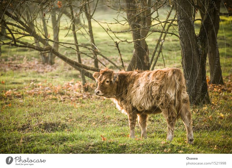 Calf Nature Animal Tree A Royalty Free Stock Photo From Photocase
