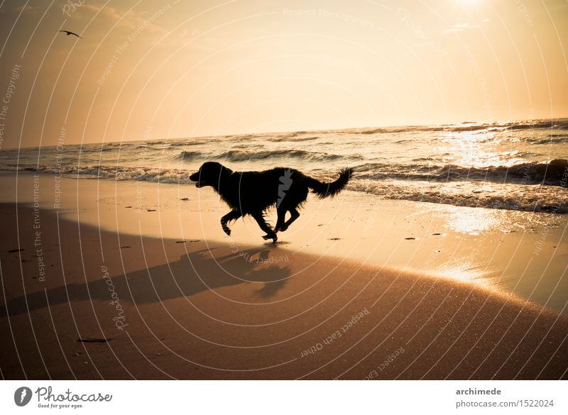 Happy dog running on the beach Joy Vacation & Travel Beach Ocean Animal Coast Pet Dog Running Free Wild Horizontal young healthy Exterior shot Deserted