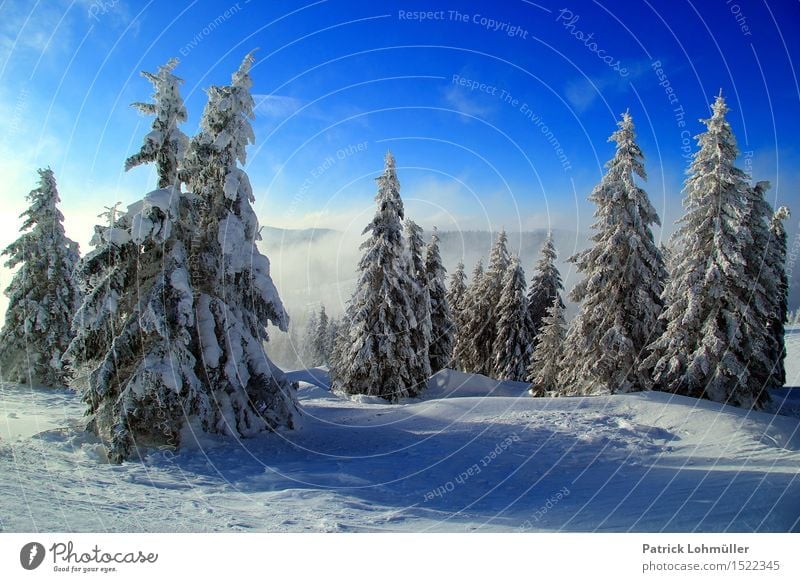snow trees Vacation & Travel Tourism Snow Winter vacation Hiking Environment Nature Landscape Sky Clouds Beautiful weather Ice Frost Snowfall Tree Mountain