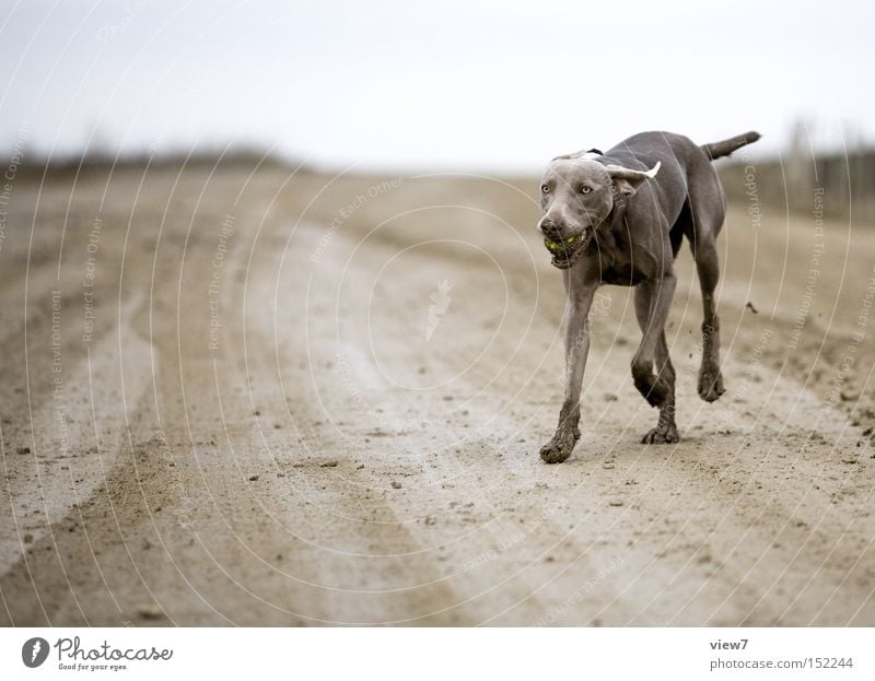 and retrieve it. Dog Dirty Ball Retrieve Weimaraner Pelt Paw Tongue Mammal Exterior shot Hound Watchdog Pet Purebred dog Full-length Dynamics Walking Running