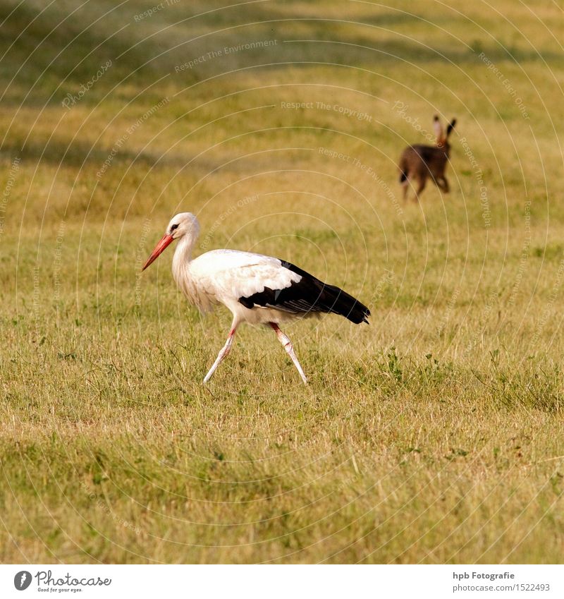 Stork and hare Nature Landscape Animal Meadow Field Wild animal Bird Pelt Hare & Rabbit & Bunny 2 Walking Esthetic Together Happy Beautiful Yellow Red Black