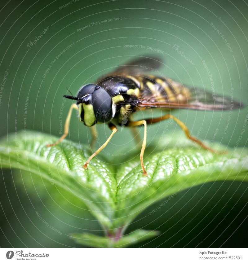 hoverfly Nature Animal Meadow Wild animal Fly 1 Observe Flying Hang Wait Esthetic Cute Beautiful Yellow Green Black Moody Love of animals Disgust Life