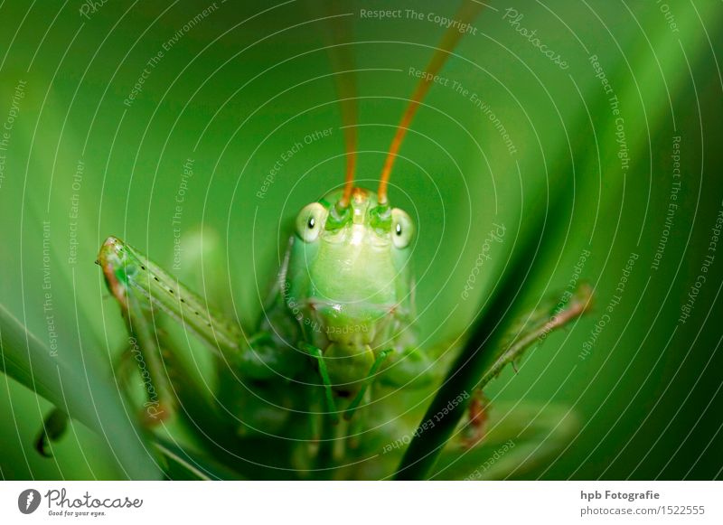 grasshopper Nature Animal Meadow Field Wild animal Beetle Locust haystack 1 Discover Crouch Hunting Looking Jump Wait Exceptional Astute Smart Green Emotions