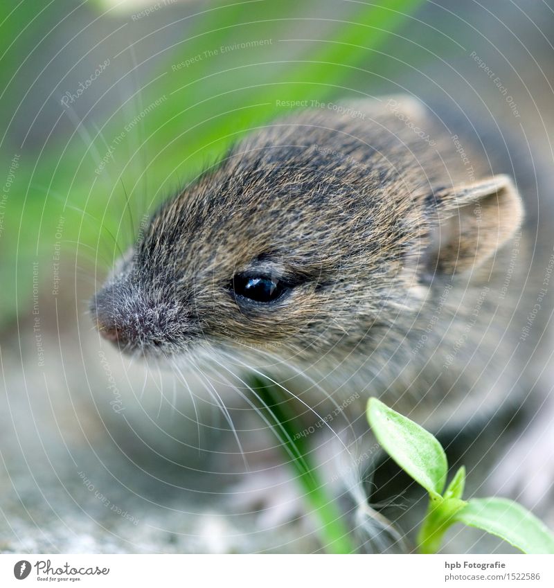 mouse Nature Animal Pet Wild animal Mouse 1 Disgust Friendliness Small Curiosity Speed Warmth Soft Brown Gray Love of animals Interest Horror Esthetic Moody