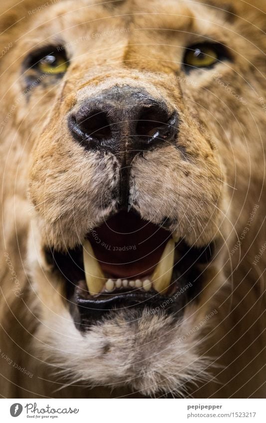 dandelion Animal Wild animal Dead animal Cat Animal face Pelt Lion 1 Hunting Aggression Brown Yellow Power Teeth Muzzle Nose Colour photo Close-up Blur