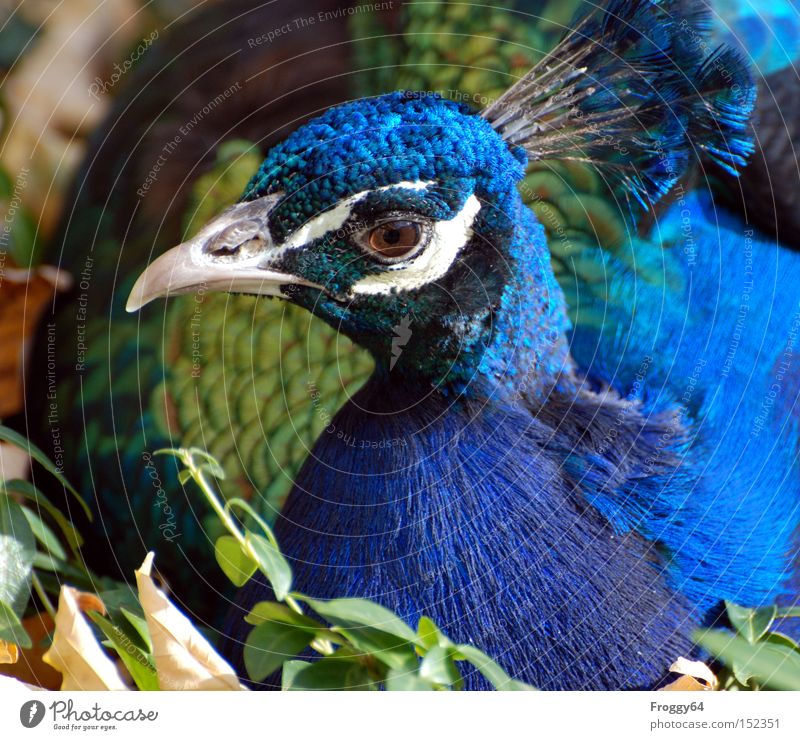 christmas goose Bird Peacock Blue Feather Wing Beak Eyes India Crown