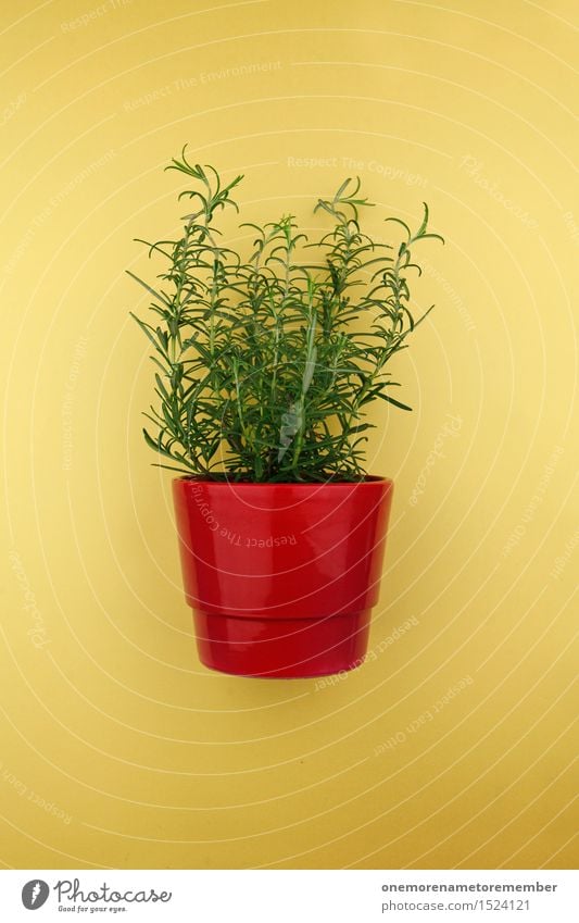 Rosemary in a pot Art Work of art Esthetic Plant Pot Pot plant Red Yellow Green Herbs Herbs and spices Colour photo Multicoloured Interior shot Studio shot