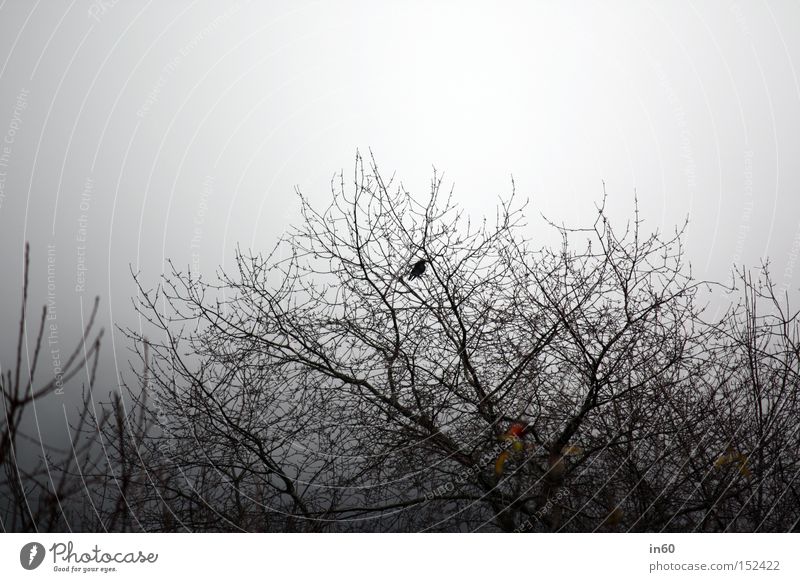 Lonely Bird Tree Winter Blackbird Loneliness Bushes