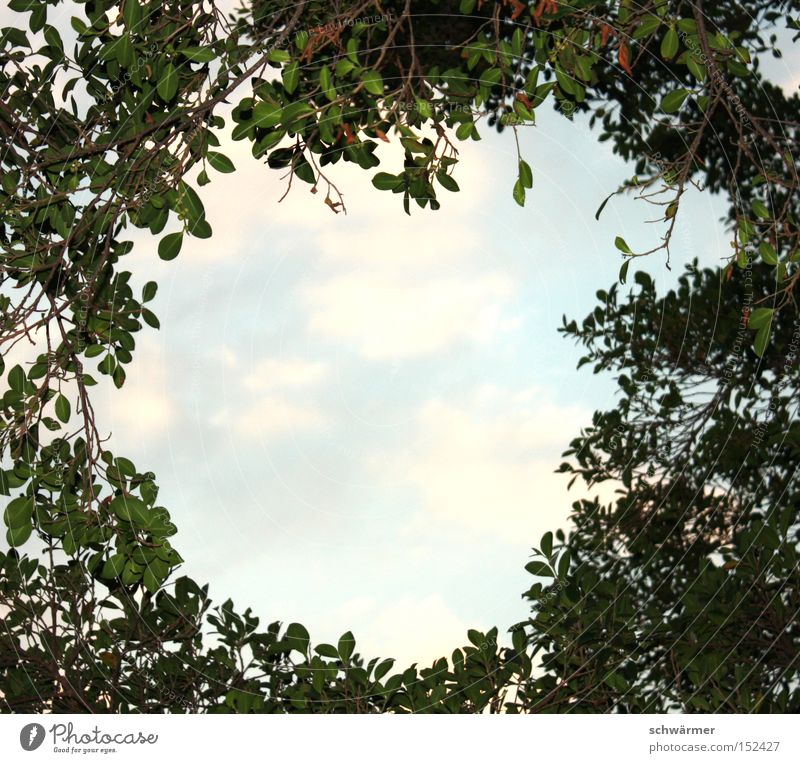 Insight Outsight. Leaf Sky Clouds Blue Green Tree Branch Nature Air Vantage point Wood Forest Light